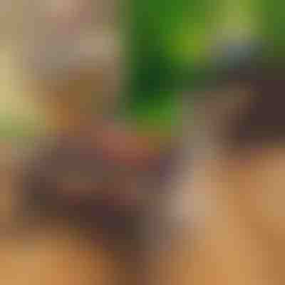 Grătar portabil și pliabil | PORTOGRILL