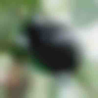 Recipient pentru pentru dezvoltarea rădăcinilor (5 bucăți) | ROOTY